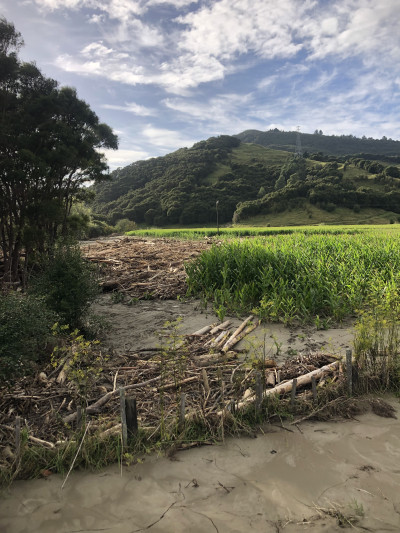 Mangatuna 21, post-cyclone